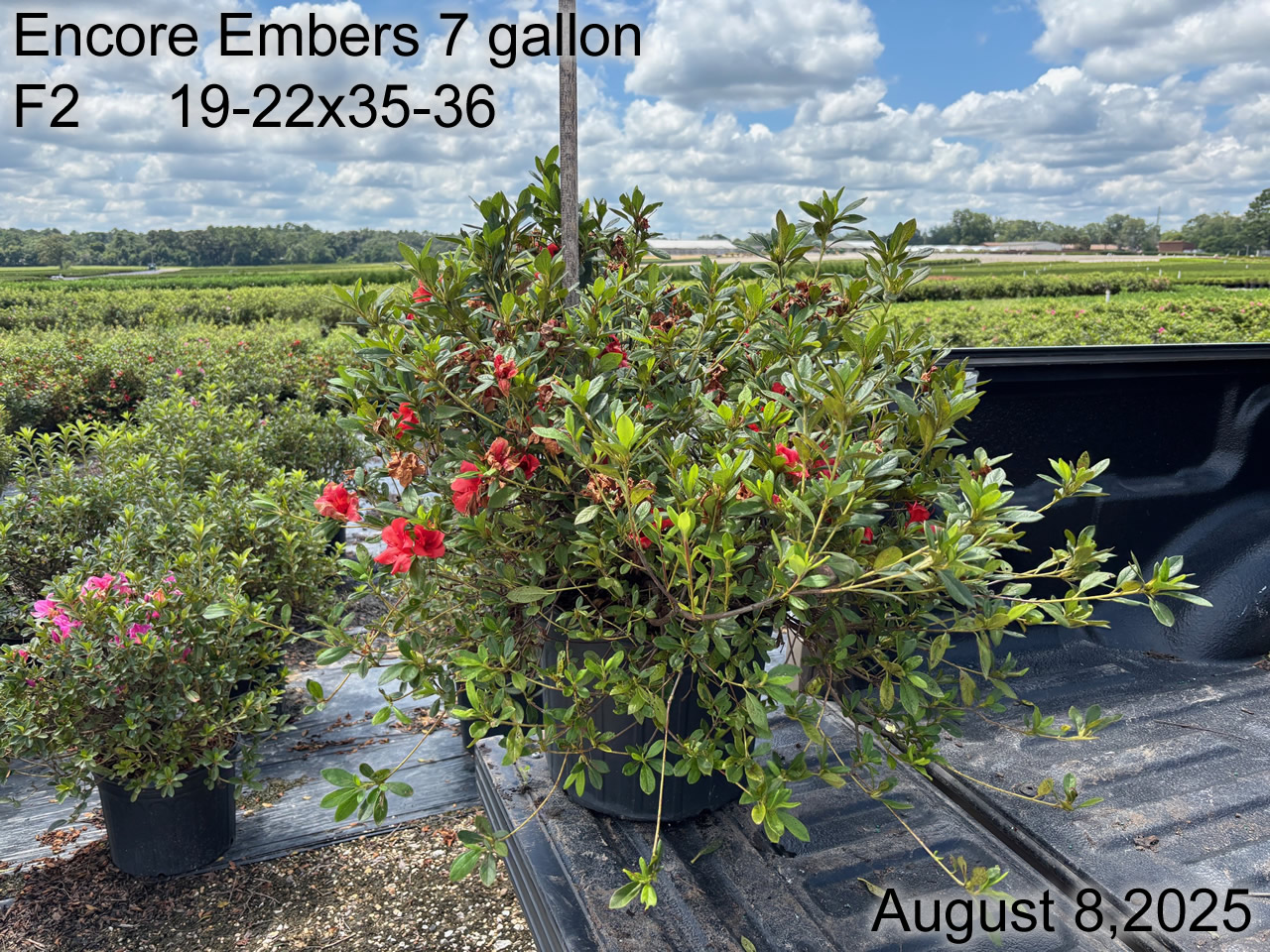 gallery/eemb7 f2.2 aug25.jpg